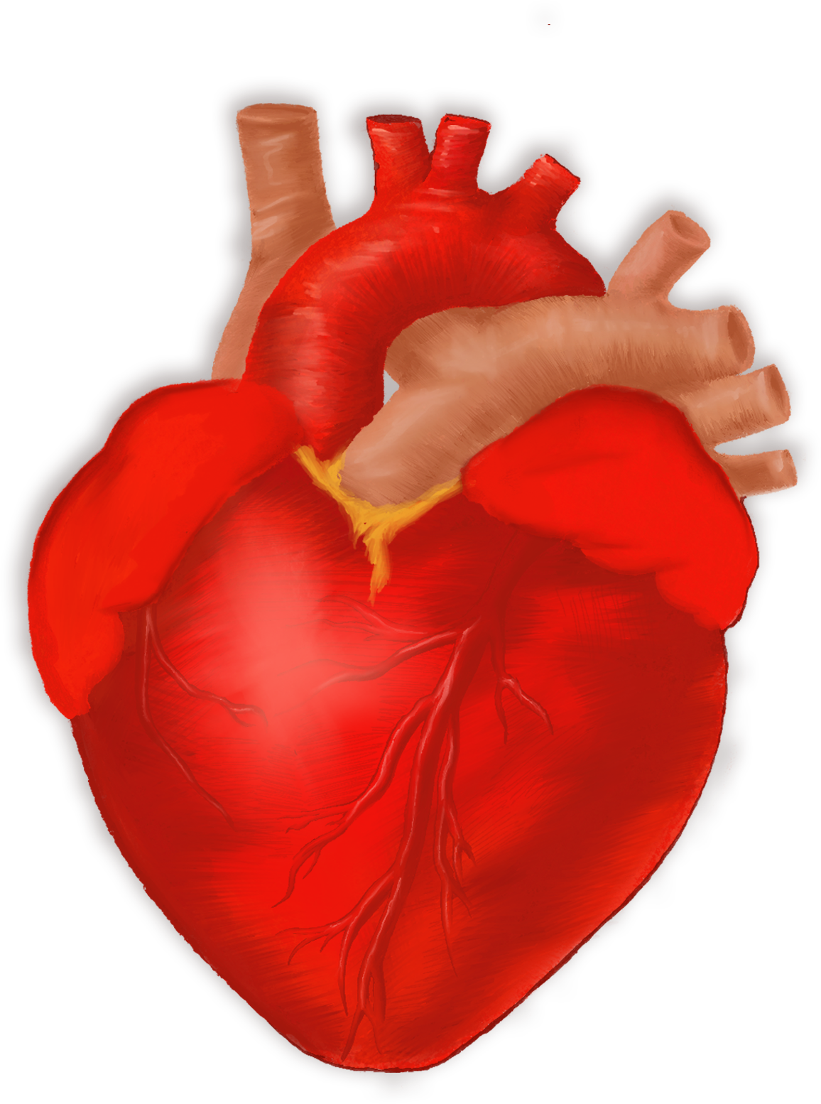 Corazón Pulzo en caída libre